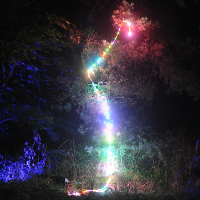 Colored light in a tree